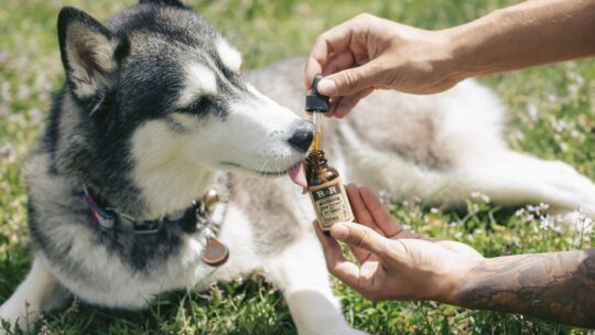 Cannabisolie voor dieren: De vele voordelen van CBD voor de gezondheid van jouw huisdier